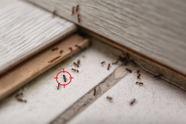 Wasp Removal Services in Logansport, IN