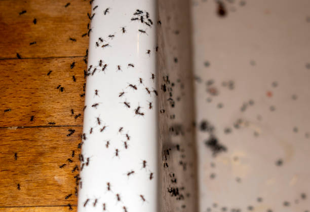 Best Cockroach Control Services  in Logansport, IN